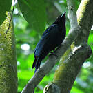 Drongo à raquettes