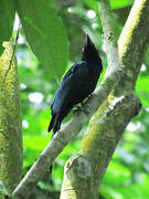 Greater Racket-tailed Drongo