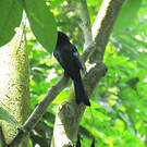 Drongo à raquettes