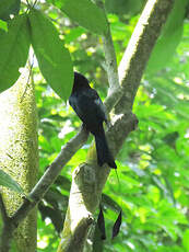 Drongo à raquettes