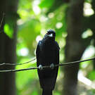 Drongo à raquettes