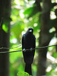 Drongo à raquettes