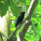 Drongo à raquettes