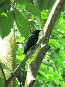 Greater Racket-tailed Drongo