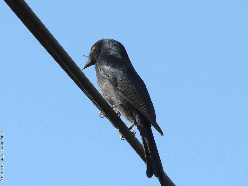 Fork-tailed Drongo