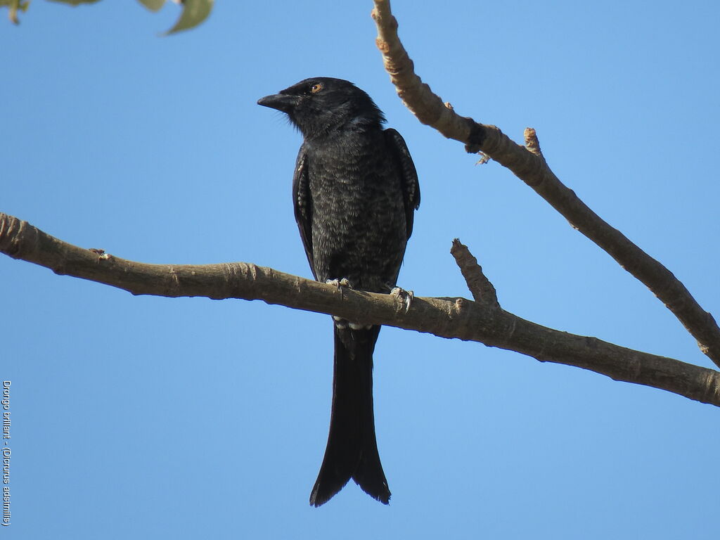 Fork-tailed Drongo