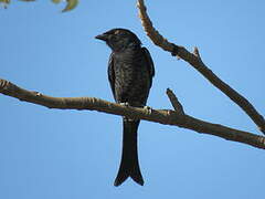 Fork-tailed Drongo