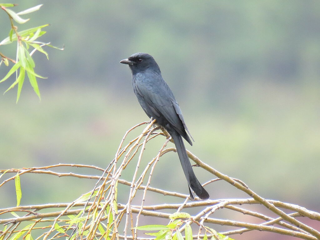 Black Drongo