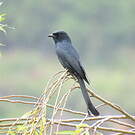 Drongo royal