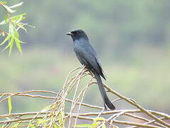 Black Drongo