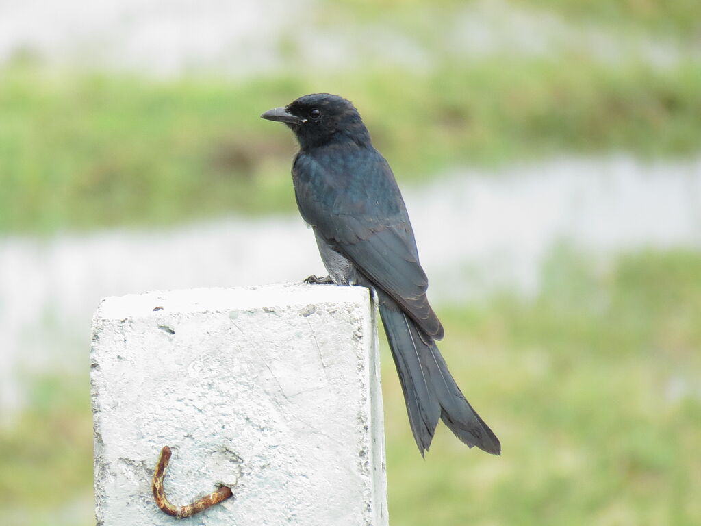 Drongo royal