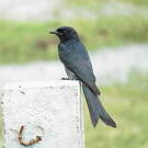 Drongo royal