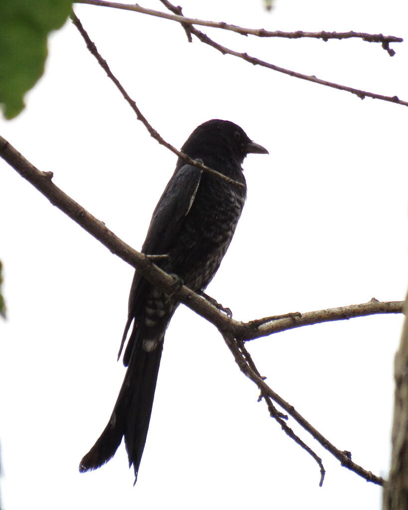 Black Drongo