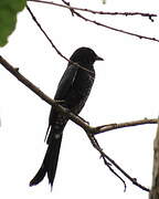 Black Drongo