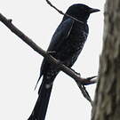 Drongo royal