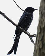 Drongo royal