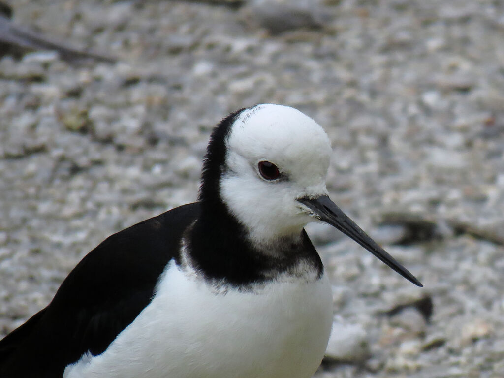 Échasse blanche, portrait