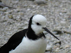 Black-winged Stilt