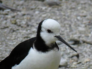 Échasse blanche