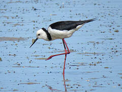 Black-winged Stilt