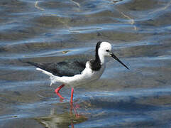 Black-winged Stilt