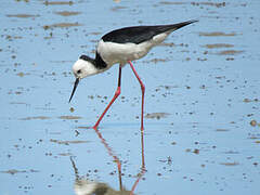 Black-winged Stilt