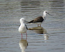 Black-winged Stilt