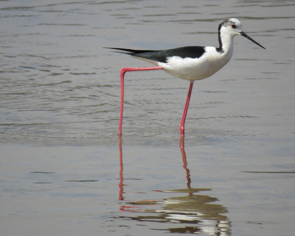 Black-winged Stilt