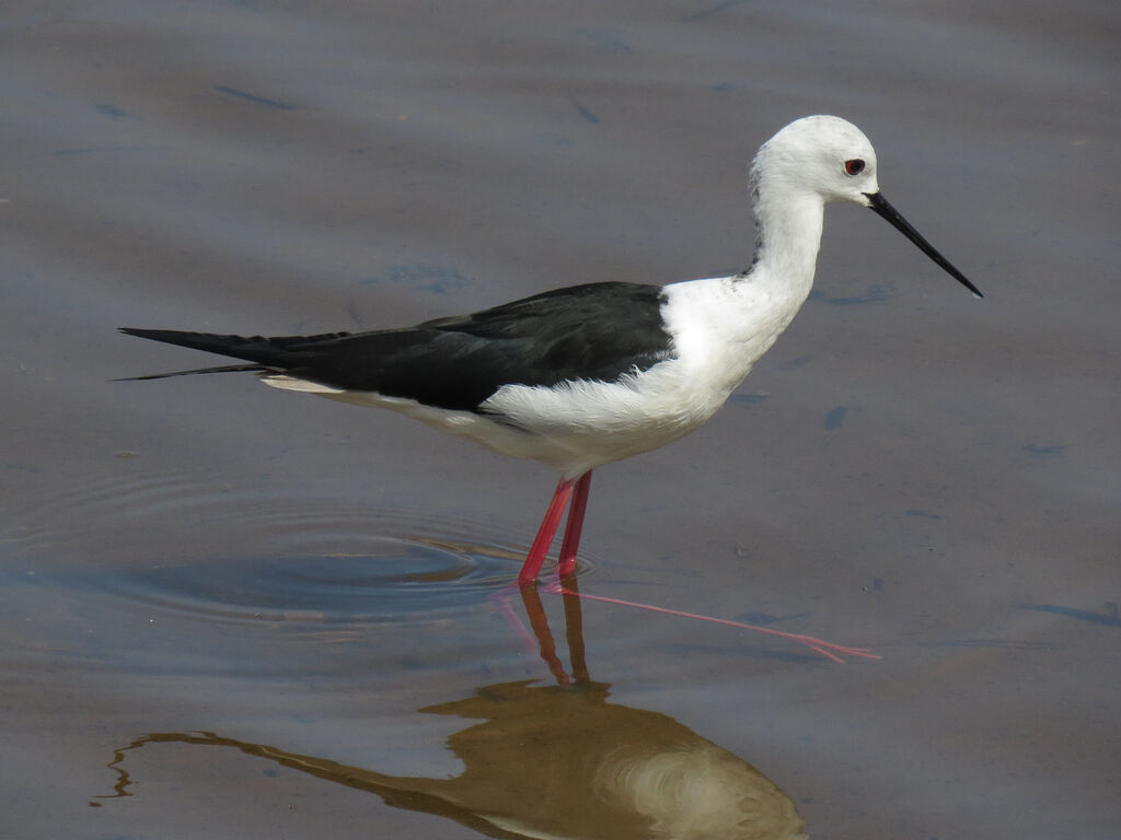 Black-winged Stilt