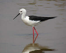 Black-winged Stilt