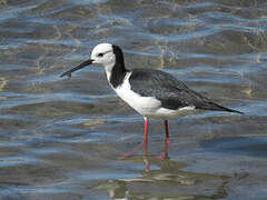 Black-winged Stilt