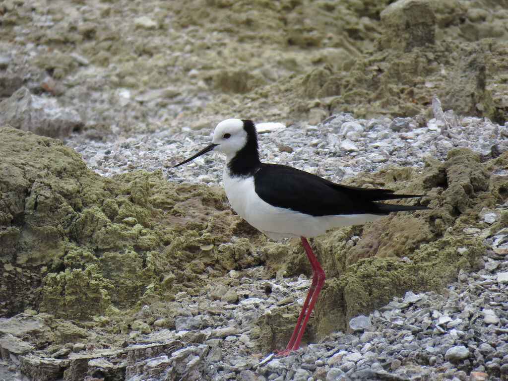 Black-winged Stilt