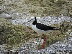 Black-winged Stilt