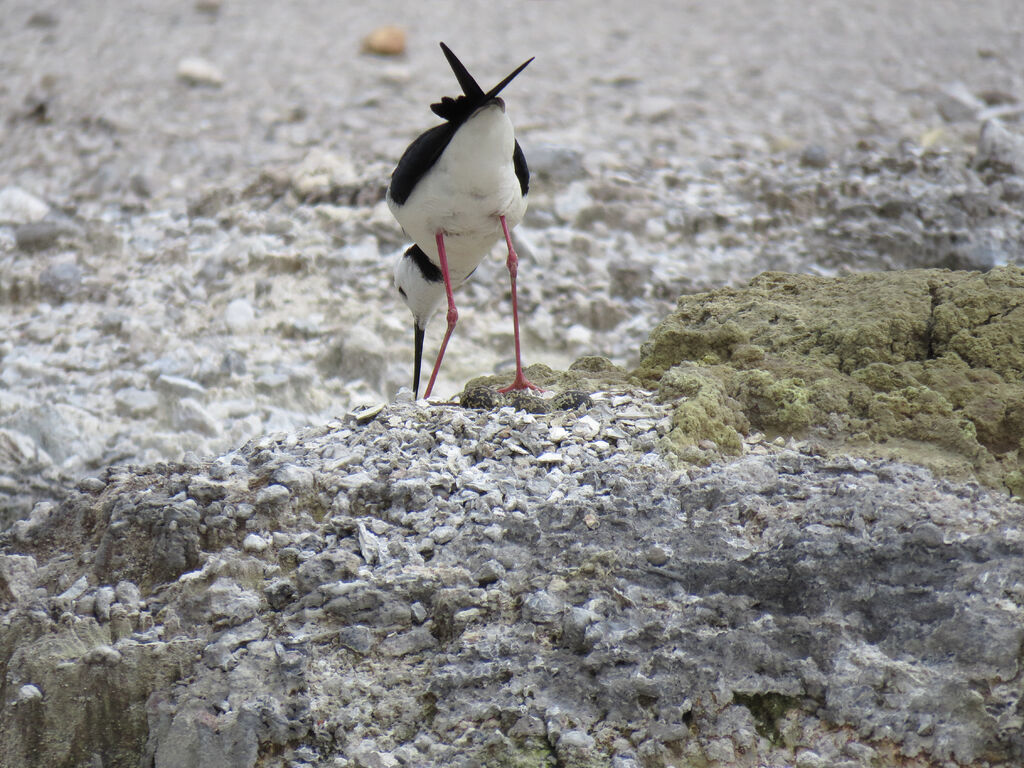 Black-winged Stilt, Reproduction-nesting