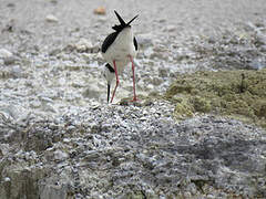 Black-winged Stilt