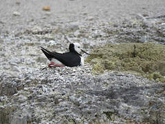 Black-winged Stilt