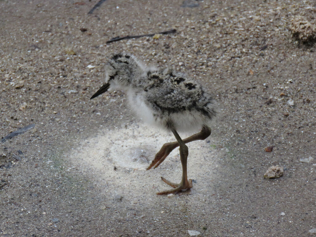 Black-winged Stiltjuvenile
