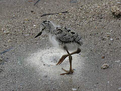 Black-winged Stilt