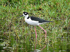 Black-necked Stilt