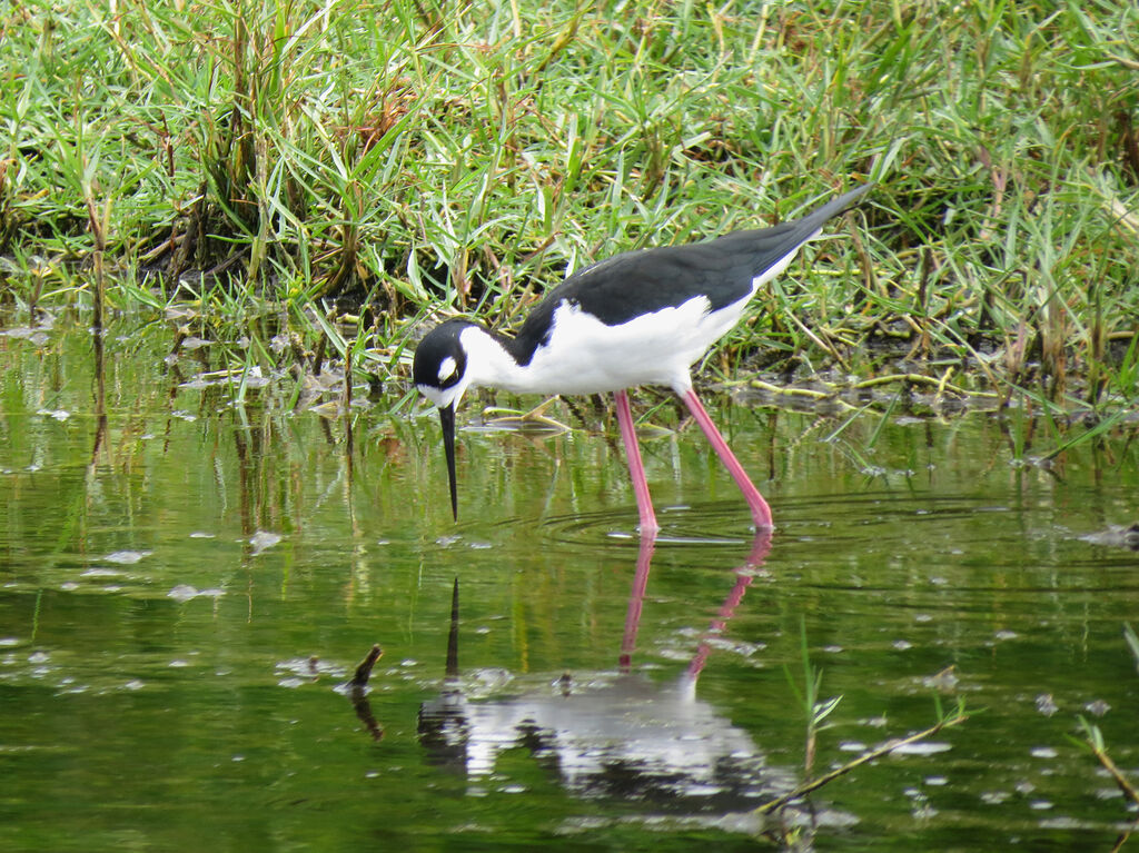 Black-necked Stilt