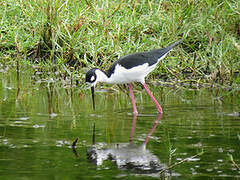 Black-necked Stilt