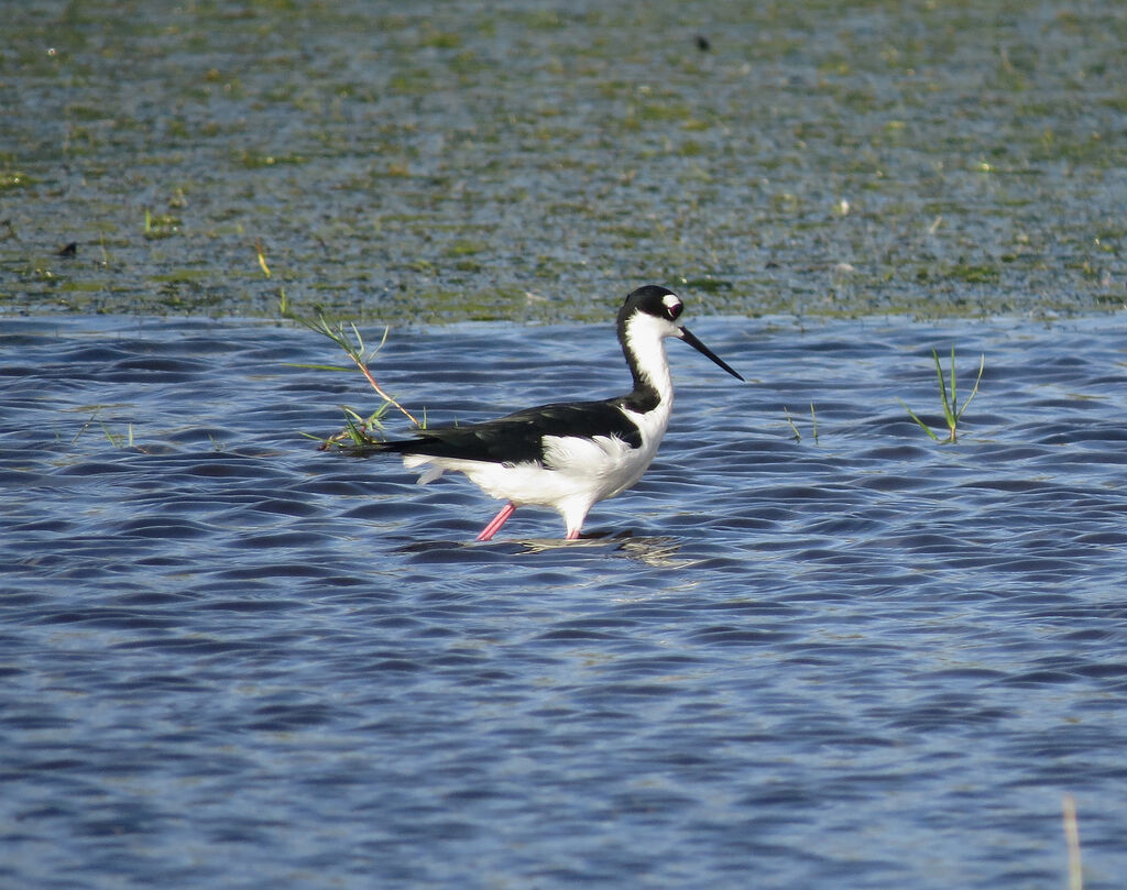 Black-necked Stilt