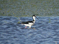 Black-necked Stilt