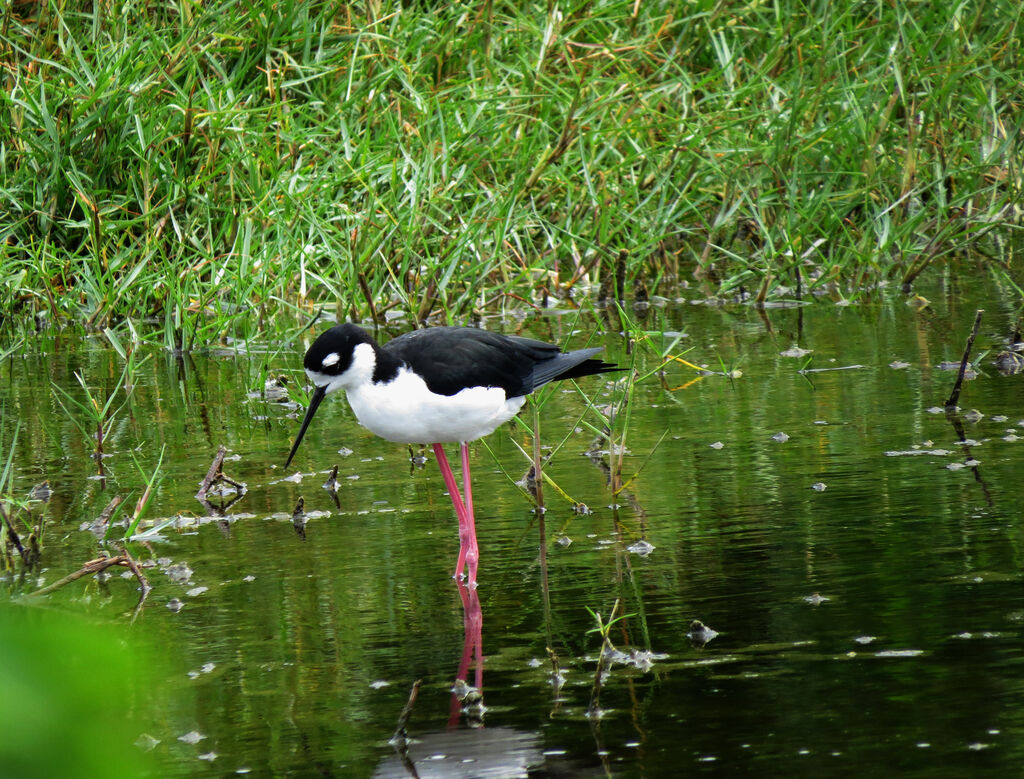 Black-necked Stilt