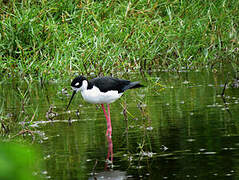 Black-necked Stilt