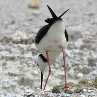 Échasse d'Australie