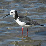 Échasse d'Australie