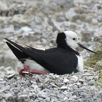 Échasse d'Australie