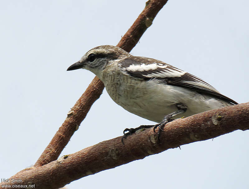 Pied Triller female adult, identification