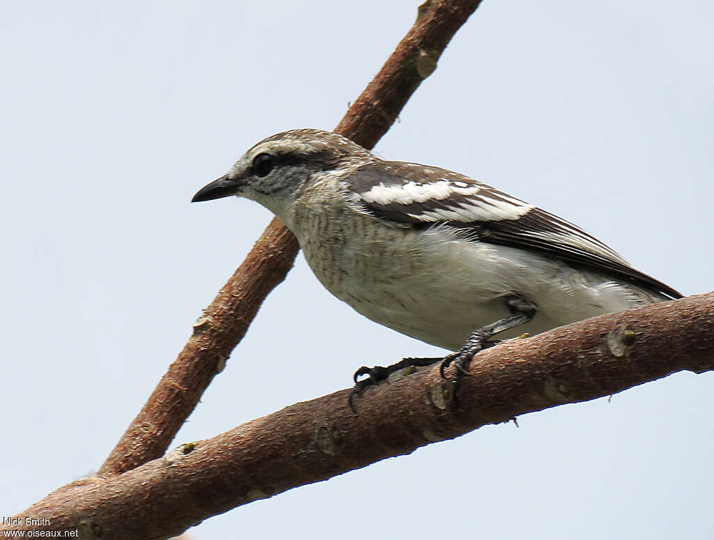 Échenilleur térat femelle adulte, identification